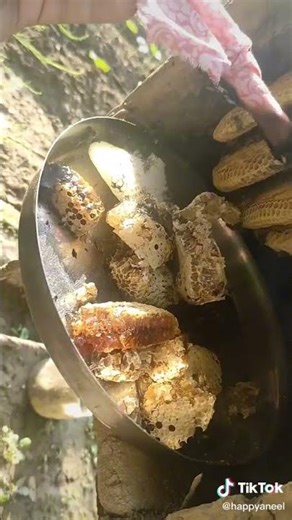 Harvesting honeybee in the traditional way