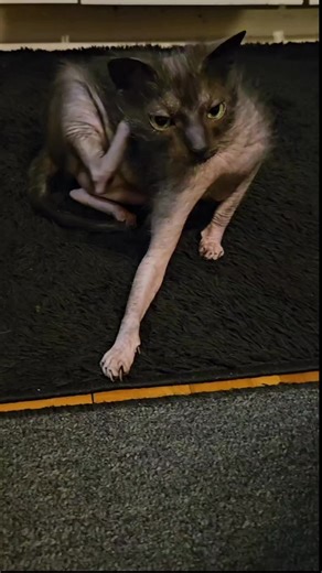 Gizmo The Wolf Cat (@gizmothewolfcat)’s videos with Doomscroll Interruption with Dreamy by Elijah Lee - Vide✨