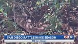Rattlesnake season: What types are found in San Diego?