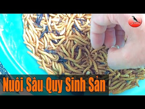 How to raise mealworms at home to save costs for bird breeding Part 1