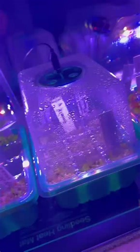 Alocasia Care Tips for Plant Lovers