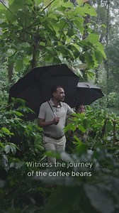 Discover the story behind the coffee bean. Experience the magic of Coorg’s lush coffee plantations, where every step is a sensory delight. Come and let the rich flavours and traditions of Coorg’s coffee culture at #CoorgWildernessResortAndSpa be yours. [Coorg Wilderness Resort and Spa, Monsoon, Luxury Experience, Coorg, Misty Mornings, coffee plantation, Coffee Experience] #PaulJohnResorts #PaulJohnHotels #LuxuryExperience #Coorg #Karnataka #Monsoon #MistyMornings | Coorg Wilderness Resort & Spa