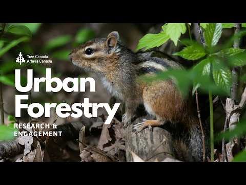 Advice for a Career in Forestry