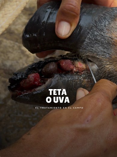 Granuloma interdigital Es básicamente un crecimiento anormal de tejido entre las pezuñas, generalmente asociado a: * irritación crónica * humedad y barro * infecciones secundarias (como pododermatitis) * conformación de la pezuña. Es la realidad del campo. ¿Esperar o actuar? Aquí se salva el animal. Muchos critican… pocos saben hacerlo. #GanaderíaReal #Campo #Agro #Ganado #Veterinaria RealidadDelCampo