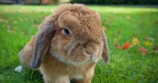 114 Holland Lop Rabbit Breeders Near You With Rabbits For Sale