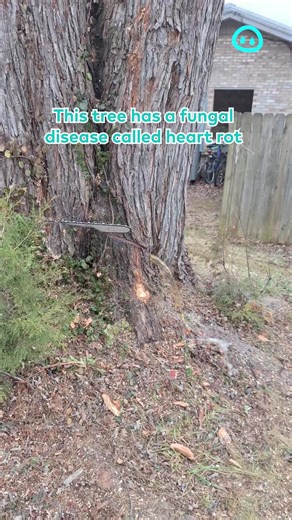 A tree stump with heart rot gushes fluid 🌲💦 filmed by Stephen Arnold