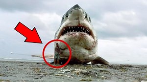 519K views · 10K reactions | Avistamientos De Tiburones Gigantes Que Podrían Ser El Megalodón | Top Mystery Stories | Facebook