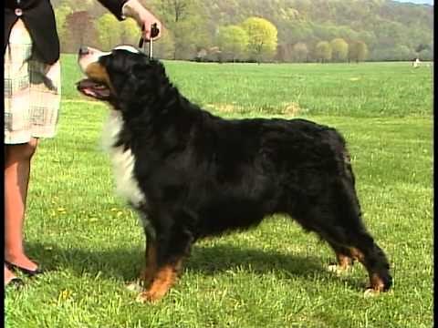Bernese Mountain Dog - AKC Dog Breed Series