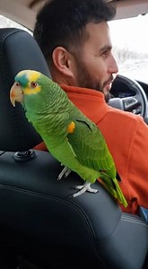 Papagalul din taxi face ce știe mai bine: îi găsește stăpânului iubire 😂🦜❤️ | Elena Condurache