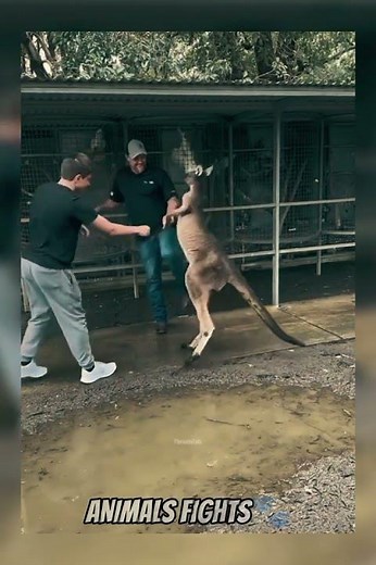 Roo Rage Unleashed: Kangaroo vs Man in Brutal Brawl!