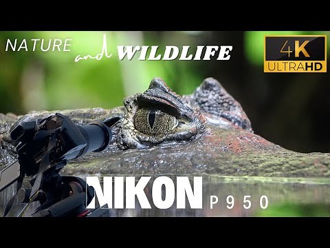 Nikon P950 - Animals and Birds Photography | Nature and Wildlife - Nikon Coolpix P950