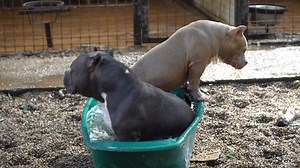 47K views · 1.6K reactions | CHAMPAGNE MALE SON MR.SUCA & MERY.M https://www.american-bully.ro/puppies-for-sale/ | Gavrilescu Big Dogs Romania | Facebook