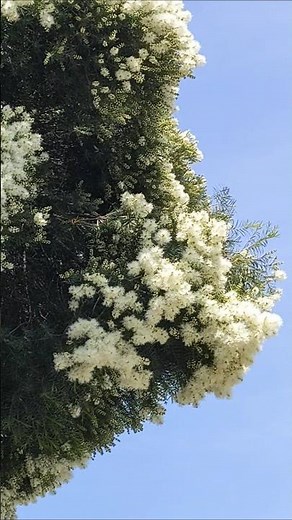 🤍🌳スノーインサマー🌳🤍❄ふんわりした新雪の様な花