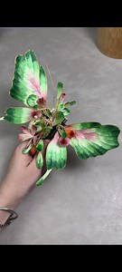 253K views · 1.9K reactions | Silk Threads，Free tutorials and more beautiful Ronghua: https://fullflowers-china.myshopify.com Link is in my bio, or you can search fullflowers on Google to find my website. #silk thread #mulberry silk thread #Embroidery thread#handmade #ronghua #silkflower corsage #weddingcorsage #corsage #hairpin #brooch #Chinese silk flowers jewelry #handmade thread art hairpin | Fullflowers | Facebook