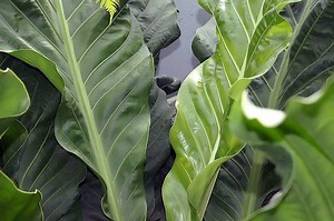 How to Grow the Anthurium Hookeri (Tried & Tested)