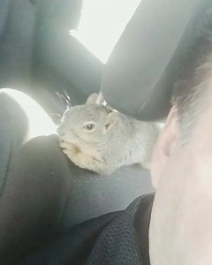 37K views · 2.1K reactions | When your running errands with a Squirrel on your shoulder, and she puts her paw on you with love... | Timmy T | Facebook