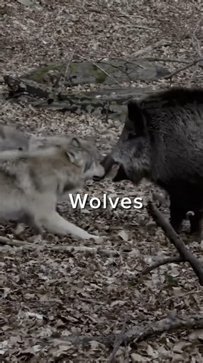 Wolves vs Humans: Discipline, Teamwork, and the Danger of Ego#shorts
