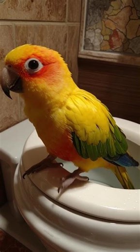 Parrot Potty Training