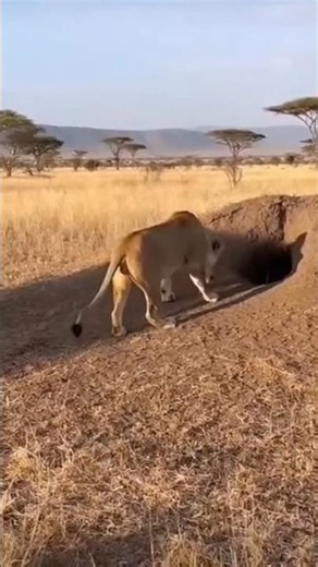 Warthog RAMS Lion Straight Into a Rock Python! 🐗💥🦁🐍