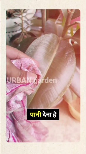 "Why Every Home Needs a Rubber Plant: Health, Beauty, and More"