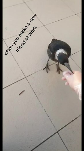 Friendly Magpie Encounters: A Morning Experience
