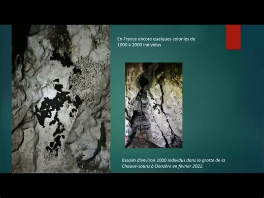 Conférence | La biocorrosion par les chauves-souris