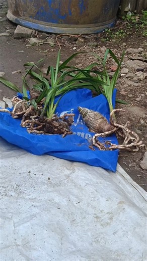 I HAD STARTED REPORTING ORCHIDS #cymbidium