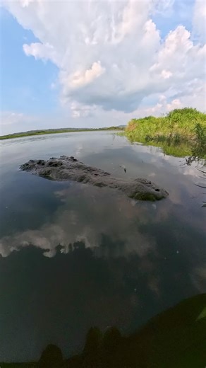 Would you dare to look a true giant of the Tárcoles in the eyes? 🐊🔥 On our crocodile tours we encounter living legends of the river, and one of the most famous is “Mike Tyson,” an impressive American crocodile that always steals the show with his massive size and dominant presence. Watching him glide through the water is an experience that makes your heart race. These reptiles have been on Earth for millions of years and play a vital role in the mangrove ecosystem. Observing them from a safe d