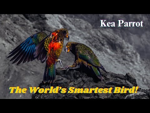 Kea Parrot: Nature’s Smartest Bird | Intelligence, Problem-Solving, and Playful Behavior.