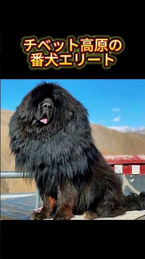 【でっけえ番犬】チベタン・マスティフってどんな犬？ #雑学 #一分でわかる #動物雑学