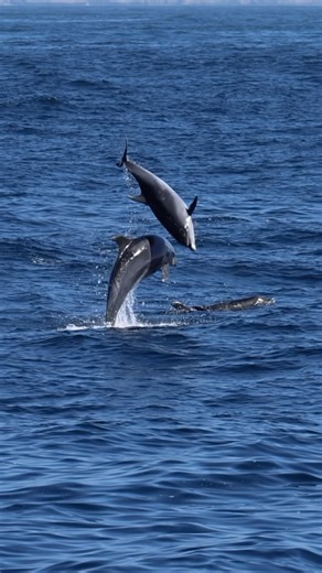 Offshore Bottle-Nose Dolphins collide 15ft in the air!!!