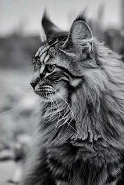 Understanding Maine Coon Sounds: Why They Chirp & Trill