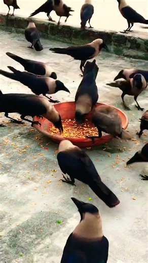 Different kaw kaw kaw #crow_tube #edit