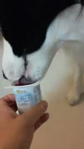 从小到大就酸奶没吃腻