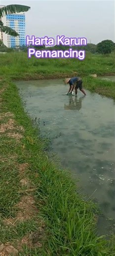 vast expanse of moss fields #tilapia fishing #fishing bait #moss bait