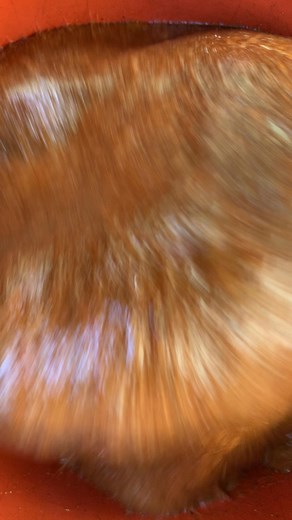 Pour tous vos besoins de couscous nkui légume commandez au 657352458 disponible tous les jours Dla 😍😍on expedie aussi dans toutes les villes😍😍 | NKUI BIO