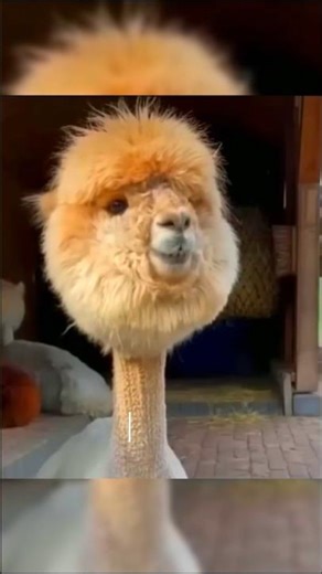 Animals Core, Part 3 #animalshorts #core