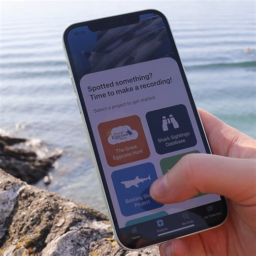 Record your sightings 📍 Basking Shark season is well underway, and with the pressures sharks are facing today, it is more important than ever to collect sightings data 📊 If you see one of these huge sharks cruising through the water near you, please submit your sighting to the Basking Shark Project are baskingsharkproject.org/ 🦈 #SharkConservation #Ray #MarineConservation #Ocean #OceanConservation #Shark #SaveSharks #SharkTrust #Sharks #SaveOurSeas #MarineBiology #SharkScience #Rays #SharkLov