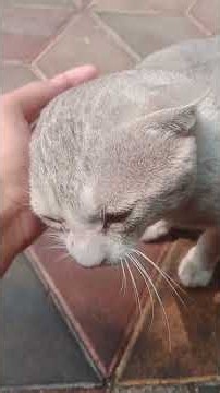 #badmash #catshorts #animals