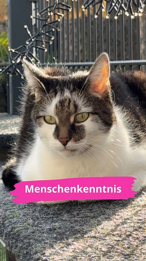 60 reactions · 33 comments | Meine Katze hat die bessere...
