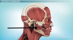 Masseter Muscle | Action, Function & Anatomy