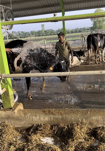 Heat Stress #dairyfarm #farmlife #farming #dairyfarming #cows #fyy #viralvideo #natural