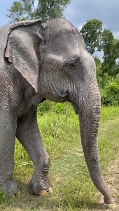 5.5K views · 902 reactions | Di Poh fresh out of a mud bath at...