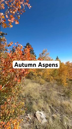 Aspen in Full Fall Color | Sandia Mountains