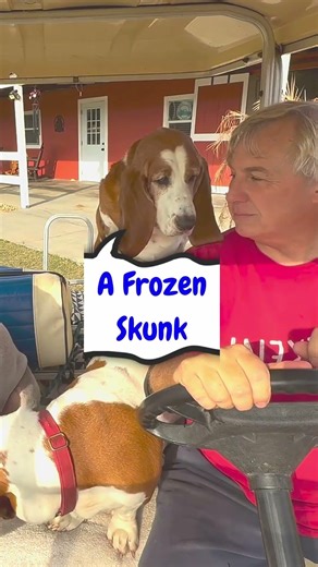 These Basset Hounds Can Actually Answer Riddles #dogs #funny #shorts