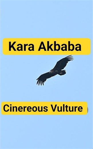 Kara Akbaba | Cinereous Vulture | Bolu | Nikon Z9 | Nikon Z 600mm f4 TC VR S | Türkiyenin Kuşları