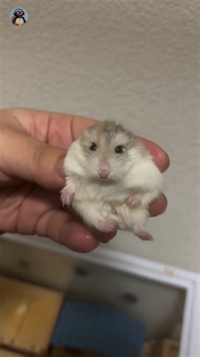 Pingu on Instagram: "The 1969 Ford Mustang marked one of the most iconic eras in American muscle car history. Featuring a longer, wider body and aggressive styling, it introduced models like the Mach 1, Boss 302, and Boss 429. With powerful V8 engine options and performance-focused design, the ’69 Mustang embodied speed, freedom, and the rebellious spirit that defined late-1960s automotive culture. #hamsters #catscatscats #spongebobmemes #virałreels #ᴇxᴘʟᴏʀᴇᴘᴀɢᴇ"