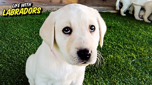 These Labrador Puppies Will Make You Smile!! | Life With Labradors