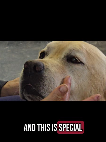 He has a special piece of fur on his face 😍 #labrador #dogsoftiktok #labradorretriever #labradorsoftiktok