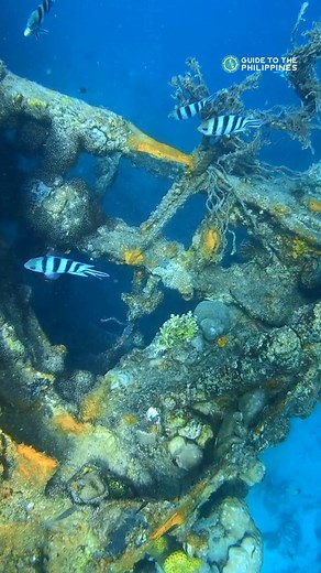 Did you know that #Coron, Palawan, is home to World War II shipwrecks? Here's a peak at the military gunboat, "Tangat". ⚓️ Travel tip: Book the Coron Island Hopping Tour B to visit the Skeleton Wreck by boat! 📍Skeleton Wreck in Coron Book Coron tours here: https://bit.ly/VisitCoron | Guide to the Philippines